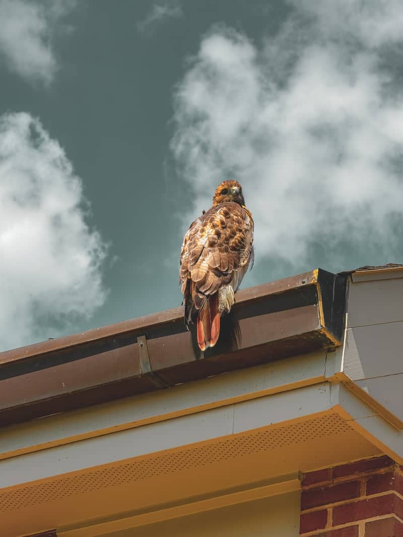 Downtown Harrisonburg Rooftops - Image 1