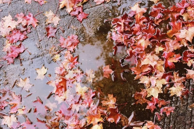 Maple Street Autumn Puddles - Image 1