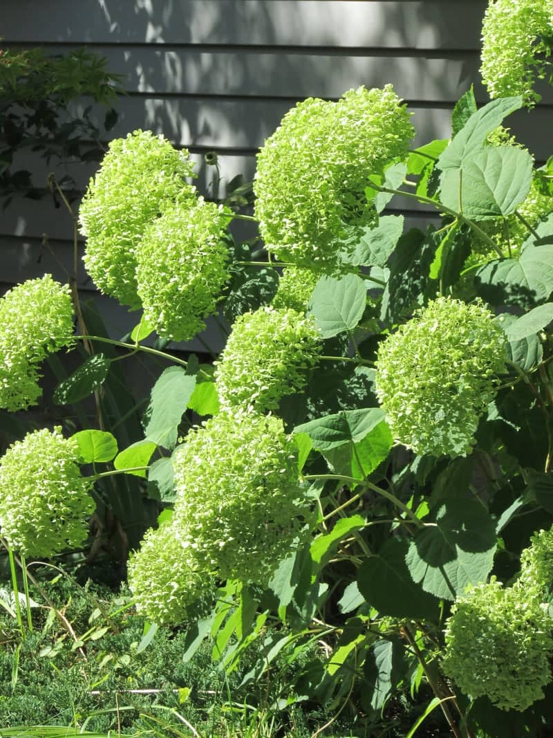 Mount Pleasant Garden Hydrangeas - Image 1