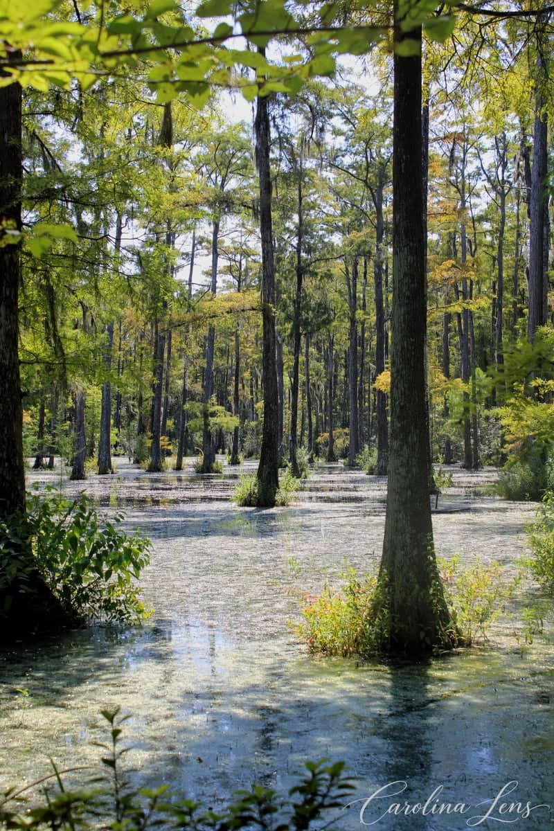 Cypress Gardens - Image 1