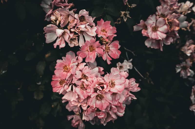 Highland Drive Floral Garden - Image 1