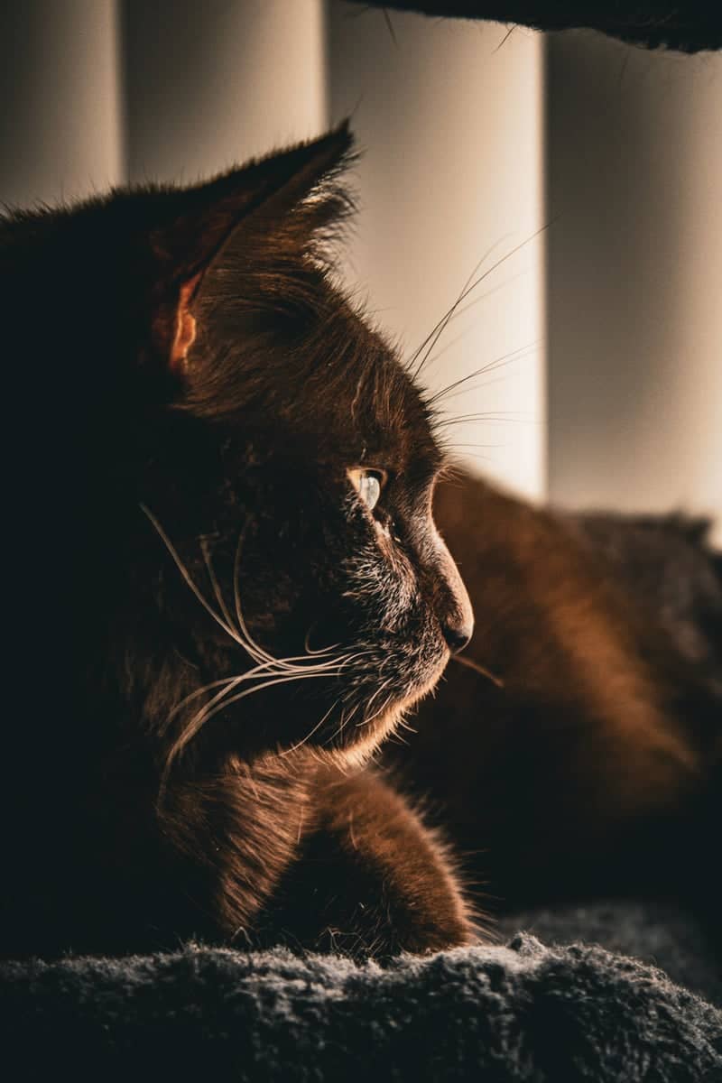 Cozy Indoor Pet Portrait Spot - Image 1