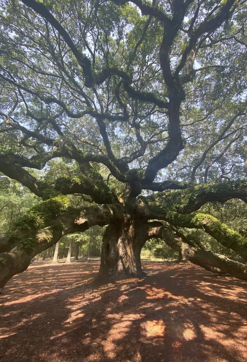 Angel Oak Tree - Image 1