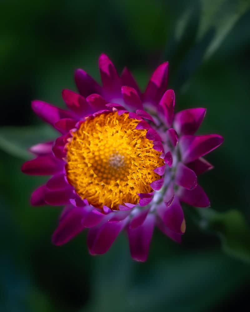 El Carmen Floral Gardens - Image 4