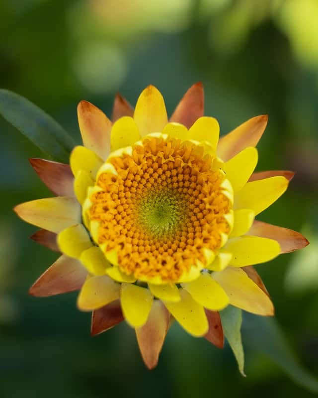 El Carmen Floral Gardens