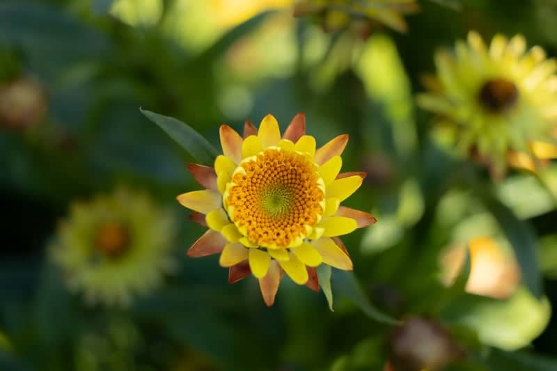 El Carmen Floral Gardens - Image 2