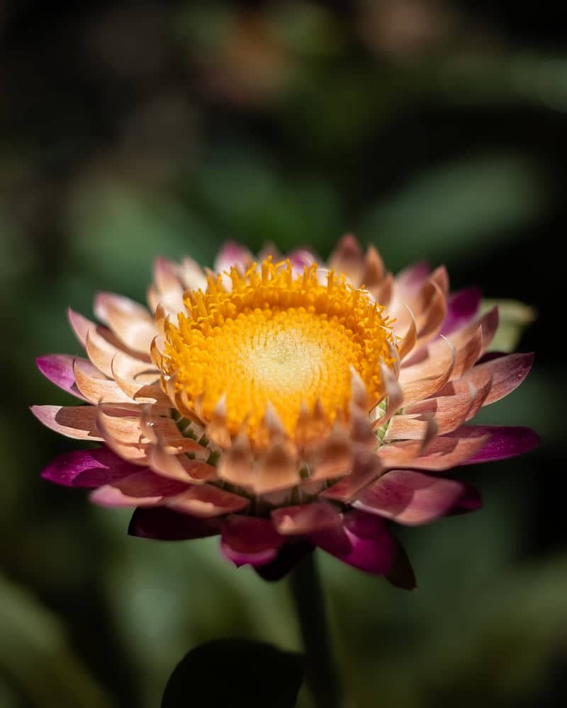 El Carmen Floral Gardens - Image 5