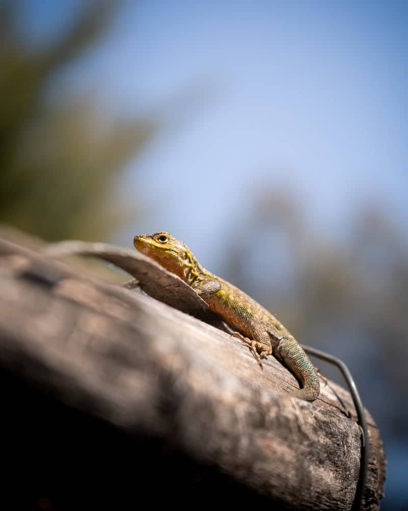 Chillán Rural Nature Spot - Image 1