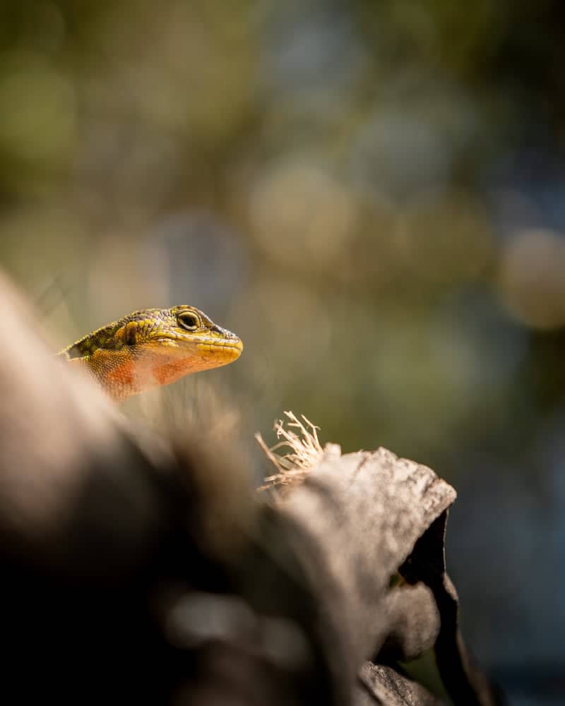 Chillán Rural Nature Spot - Image 2