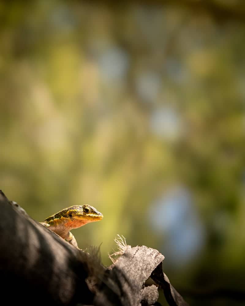 Chillán Rural Nature Spot - Image 4