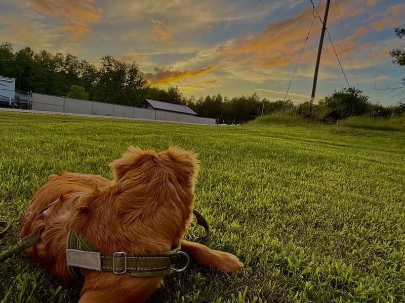 Rifle River Trail Sunset Field - Image 1
