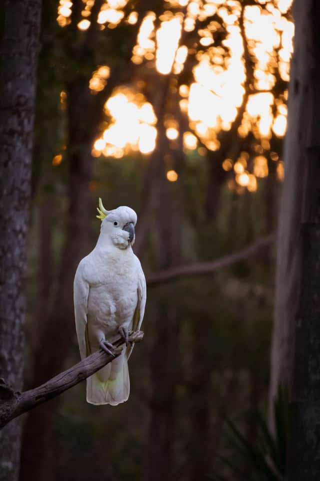 Swan Bay Wildlife Habitat