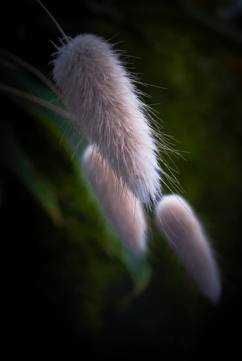 Phipps Conservatory and Botanical Gardens - Image 1