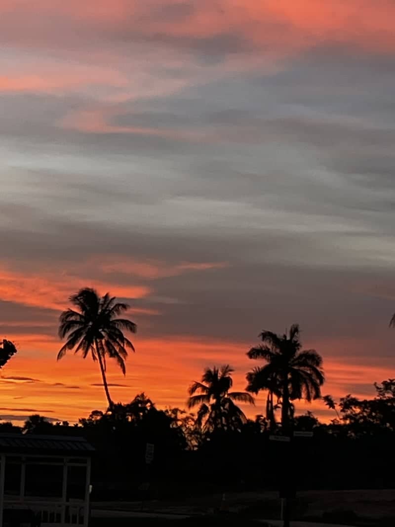 Naples Palm Tree Sunset - Image 1