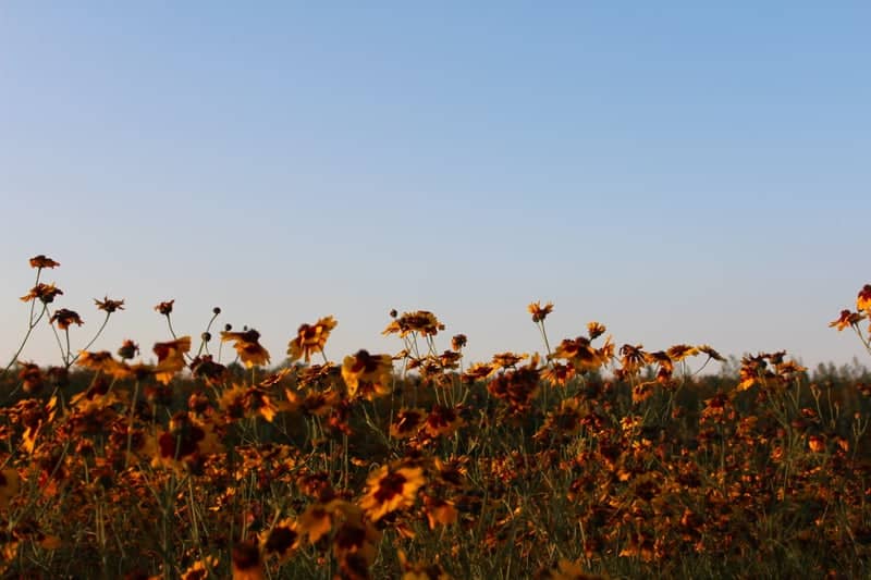 Wildflower Fields near Grand River - Image 1