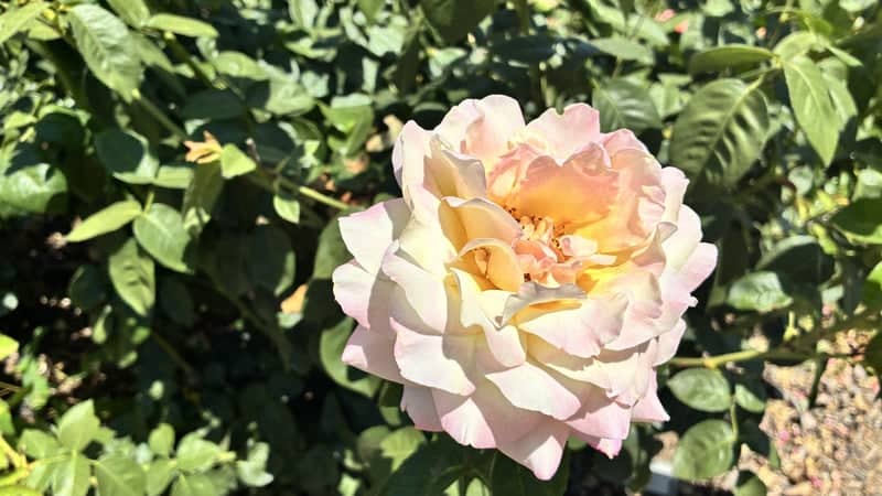 Woodlake Garden Blooms - Image 1