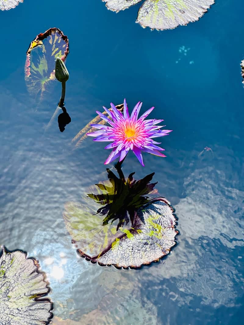 Naples Botanical Garden - Image 1
