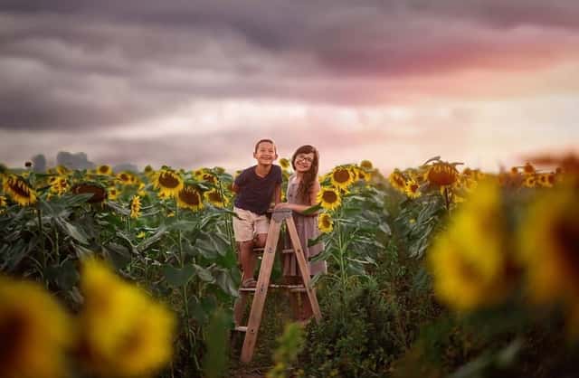 Lowe Family Farmstead Sunflower Patch