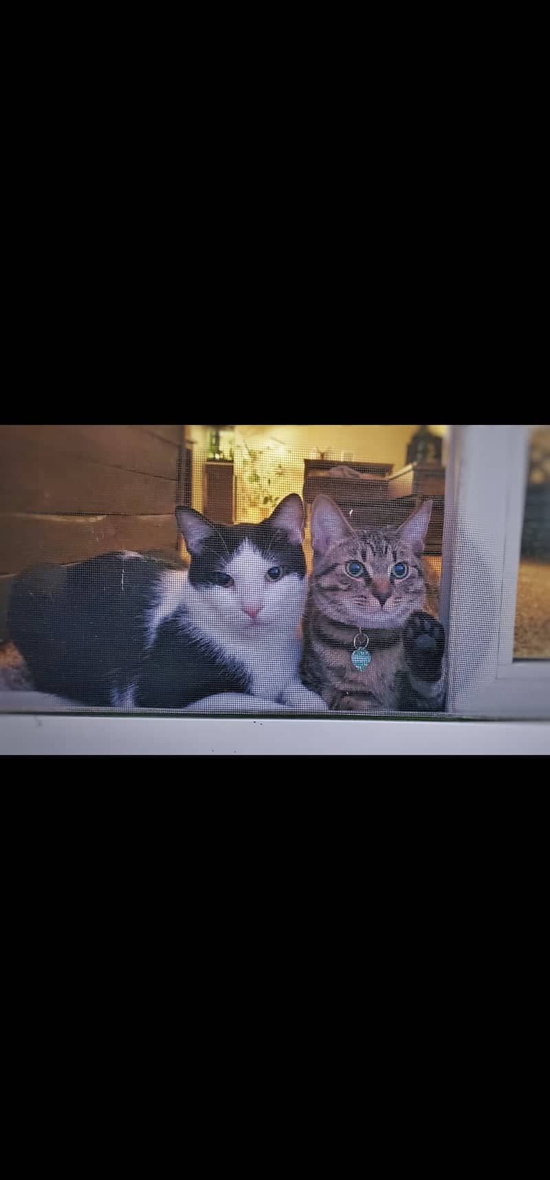 Brunswick Residential Pet Portrait Spot - Image 1