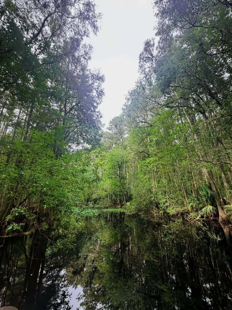 Highlands Hammock State Park - Image 1