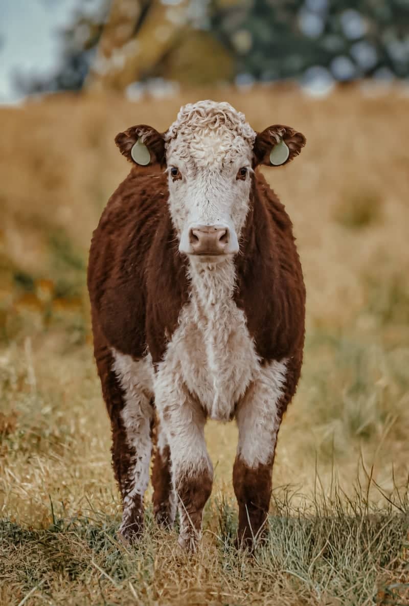 Kelly Chapel Road Pastures - Image 1