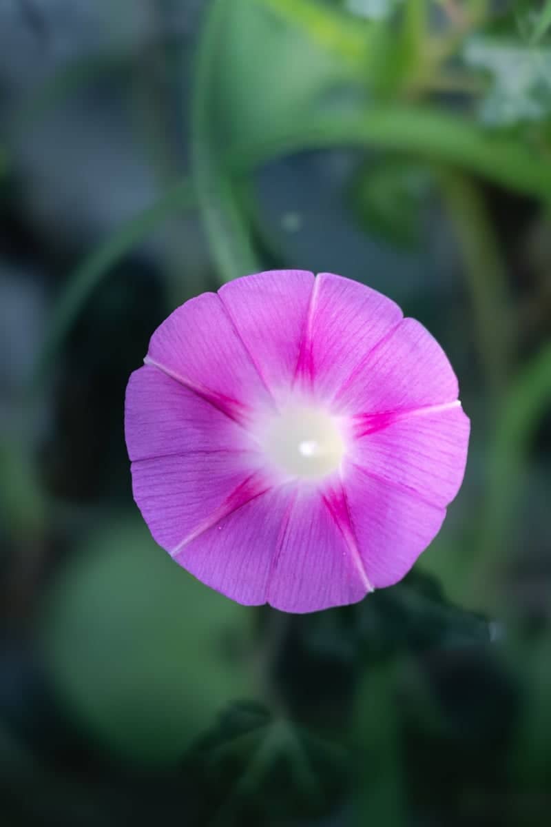 Flatwood Acres Wildflowers - Image 1