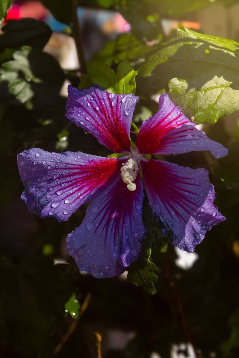 Flatwood Acres Garden - Image 1