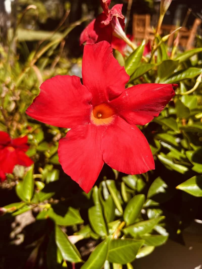 Torch Lake Garden Blooms - Image 1