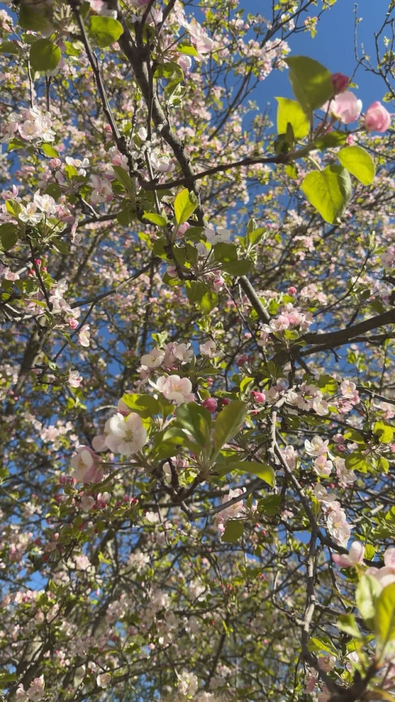 Howard City Spring Blossoms - Image 1