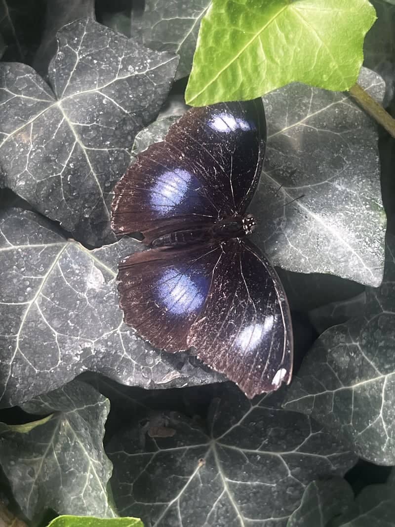GT Butterfly House & Bug Gallery - Image 1