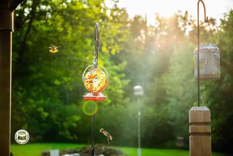 Big Rapids Garden Hummingbird Spot - Image 1