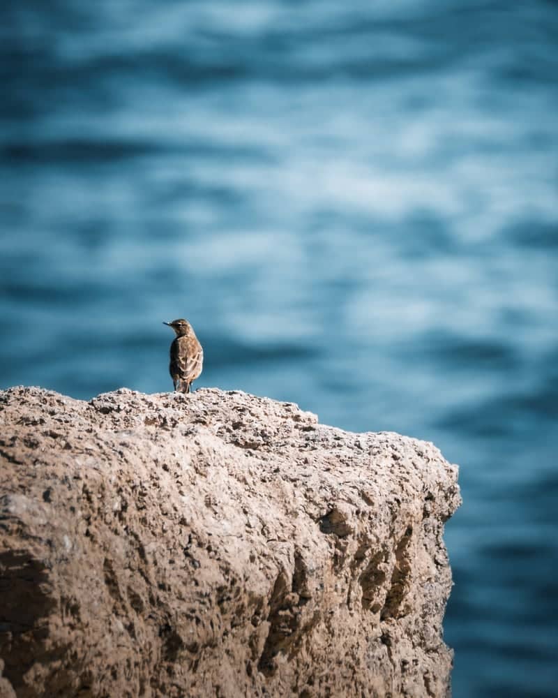 Isle of Portland Coastal Cliffs - Image 1