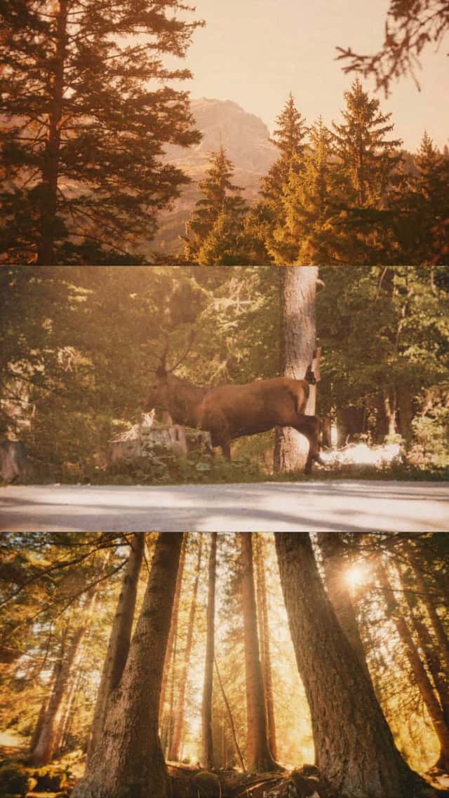 Val di Zoldo Alpine Forest