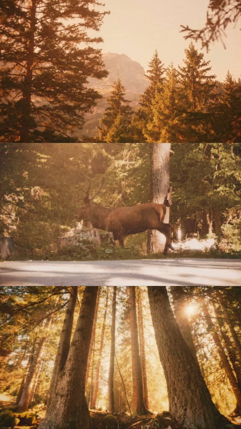 Val di Zoldo Alpine Forest - Image 1